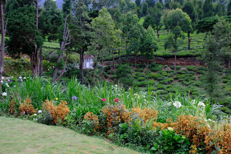 Sri Lanka tea plantation